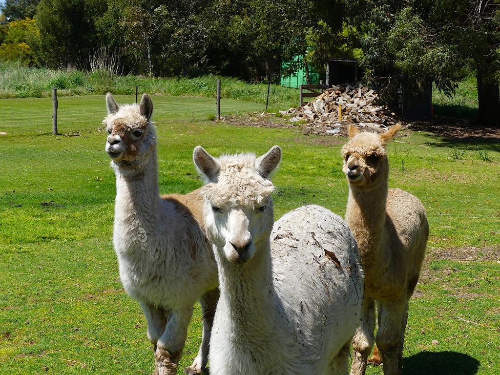 Pelican Waters Holiday Park ポート・フェアリー エクステリア 写真